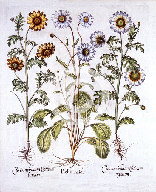 Oxe Eye Daisy and Crown Daisy, from 'Hortus Eystettensis', by Basil Besler (1561-1629), pub. 1613 (h
