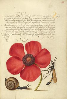 Terrestrial Mollusk, Poppy Anemone, and Crane Fly, 1561-1562; illumination added 1591-1596. Creator: Joris Hoefnagel.