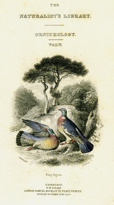 'The Naturalist's Library, Ornithology Vol V, Ring Pigeon', c1833-1865.Artist: William Home Lizars