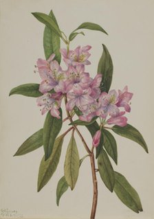 Rose-Bay Rhododendron (Rhododendron carolinianum), 1932. Creator: Mary Vaux Walcott.