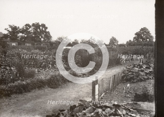 Allotments, Haxby Road, York, Yorkshire,1900. Artist: Unknown