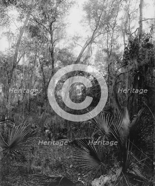 Berresford [sic] Hammock, between 1880 and 1897. Creator: William H. Jackson.