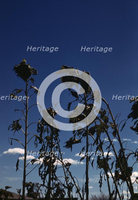 Sunflower plants, between 1941 and 1942. Creator: Unknown.