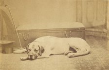 Sleeping Dog, late 19th century. Creator: Unknown.