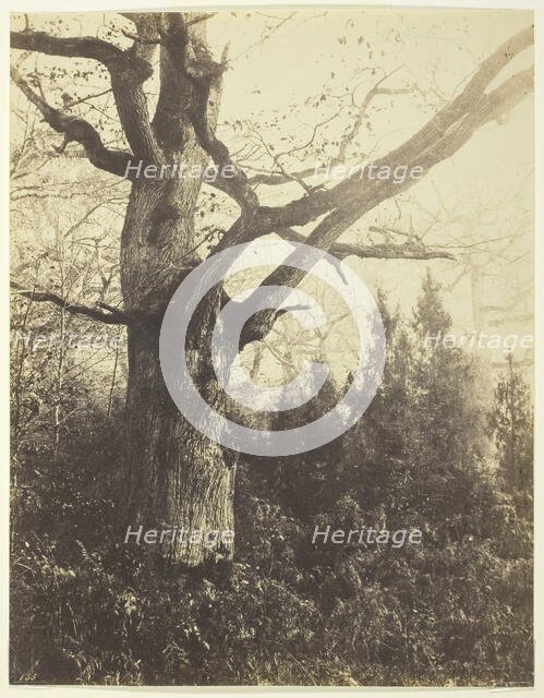 Untitled [tree], c. 1860. Creator: Eugène Cuvelier.