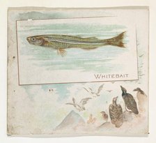 Whitebait, from Fish from American Waters series (N39) for Allen & Ginter Cigarettes, 1889. Creator: Allen & Ginter.