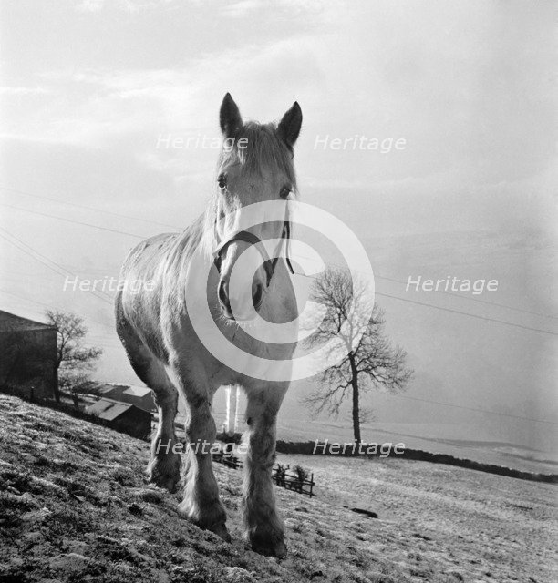 Heavy horse on the slope of a field in the Pennines, West Yorkshire, c1955. Artist: John Gay.