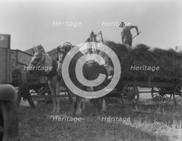 The threshing of oats, Clayton, Indiana, south of Indianapolis, 1936 Creator: Dorothea Lange.