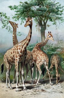 Giraffes browsing, c1885. Artist: Unknown