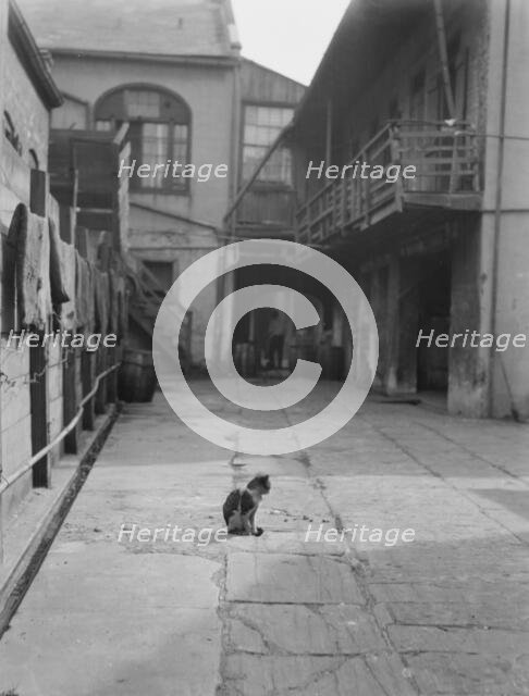 Courtyard with a cat, New Orleans, between 1920 and 1926. Creator: Arnold Genthe.