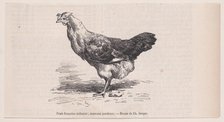 Poule française ordinaire; mauvaise pondeuse.; from Magasin Pittoresque, ca. 1852. Creator: Charles Emile Jacque.