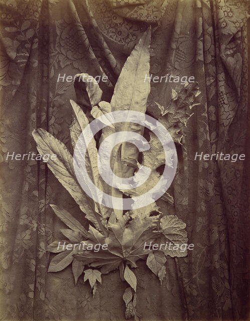 [Study of Leaves on a Background of Floral Lace], 1864. Creator: Charles Aubry.