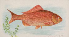 Goldfish, from the Fish from American Waters series (N8) for Allen & Ginter Cigarettes Bra..., 1889. Creator: Allen & Ginter.