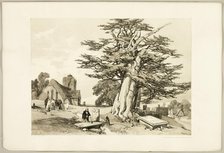 Yew, from The Park and the Forest, 1841. Creator: James Duffield Harding.