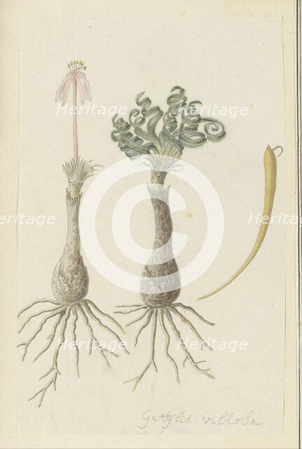 Gethyllis lanuginose Marloth [Gethyllis Villosa] (Kukumakranka), 1777-1786. Creator: Robert Jacob Gordon.