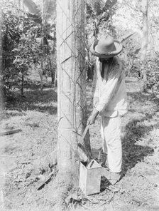 Tapping Rubber Tree with machete (Old Way), between c1915 and c1920. Creator: Bain News Service.