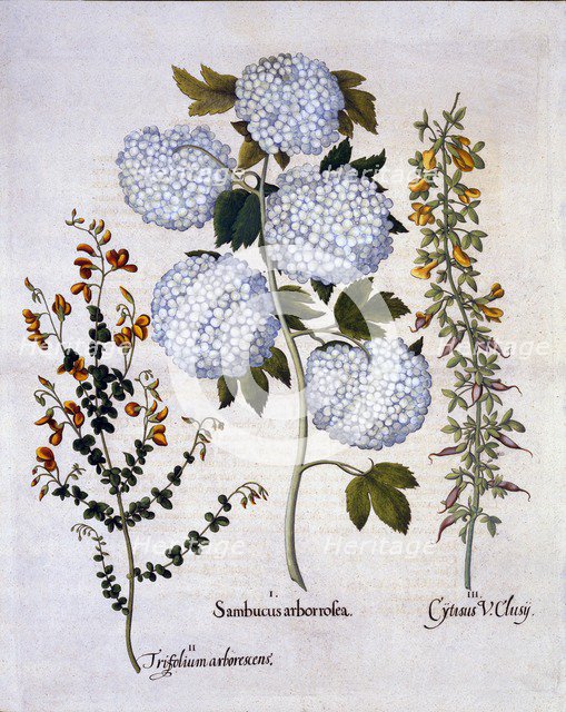 Snowball Viburnum, Garden Broom, Low-growing Alpine Broom, from 'Hortus Eystettensis', by Basil Besl