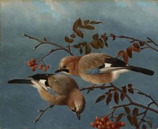 Jays, 1877. Creator: Ferdinand von Wright.