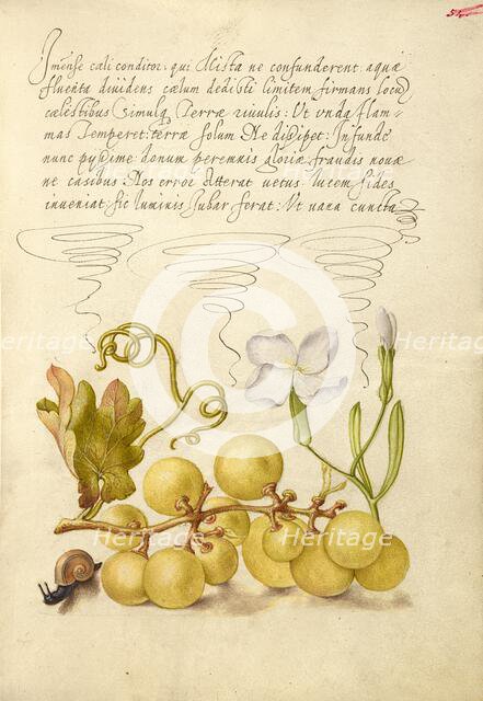 Wine Grape, Gillyflower, and Land Snail, 1561-1562; illumination added 1591-1596. Creator: Joris Hoefnagel.