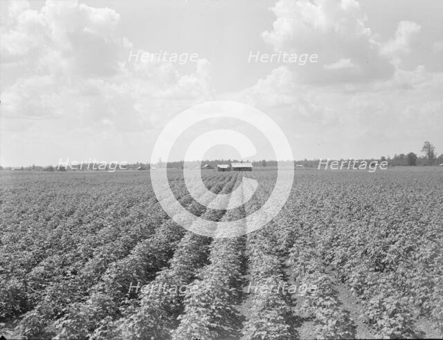 Delta plantation landscape south of Wilson, Arkansas, 1938. Creator: Dorothea Lange.
