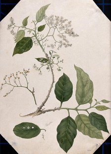 A species of Ehretia: large flowering stem with separate leaf, fruit and flowers, (17--). Creator: Unknown.