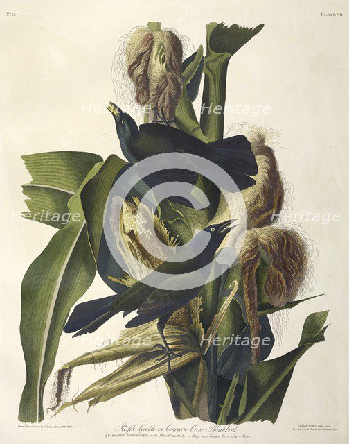 Purple Grakle or Common Crow Blackbird, 1845.