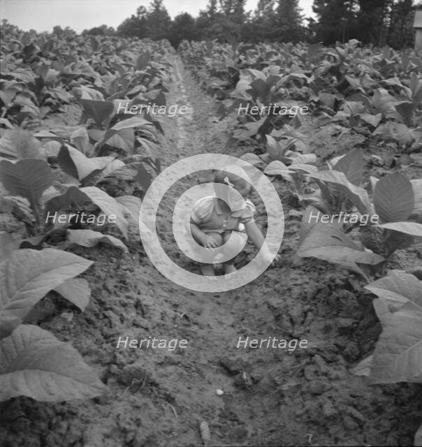 Possibly: Children helping father, tobacco sharecropper..., Person County, North Carolina, 1939. Creator: Dorothea Lange.
