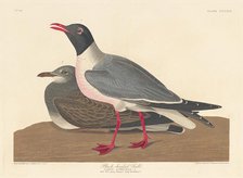 Black-headed Gull, 1836. Creator: Robert Havell.