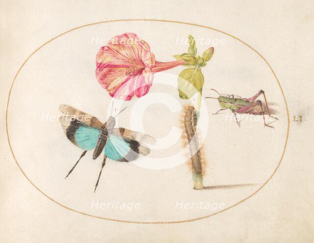 Plate 51: Grasshoppers and a Caterpillar with a Four O'Clock Flower, c. 1575/1580. Creator: Joris Hoefnagel.