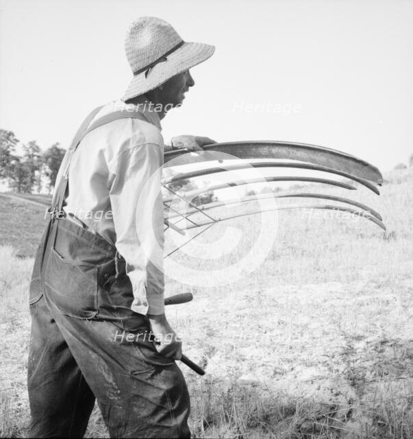 Cradling wheat near Christianburg, Virginia, 1936. Creator: Dorothea Lange.