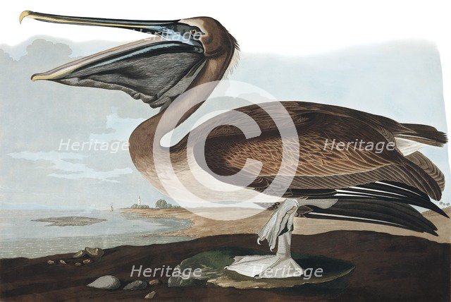 Brown Pelican,  Pelecanus Fuscus, 1845.