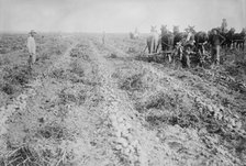 Potato raising in Colo., between c1915 and c1920. Creator: Bain News Service.