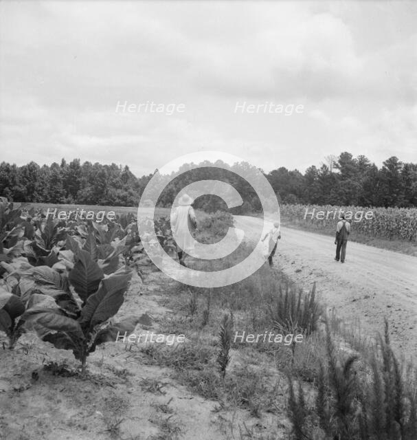 Possibly: Tobacco on Zollie Lyon's place nearly ready for priming, Wake County, North Carolina, 1939 Creator: Dorothea Lange.