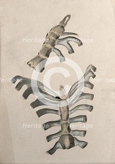 Ribs and sternum: two figures, 1830-1835. Creator: Unknown.