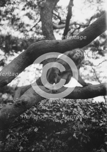 Travel views of Japan and Korea, 1908. Creator: Arnold Genthe.