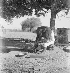 FSA tenant purchase client's herd, near Manteca, California, November 1938. Creator: Dorothea Lange.