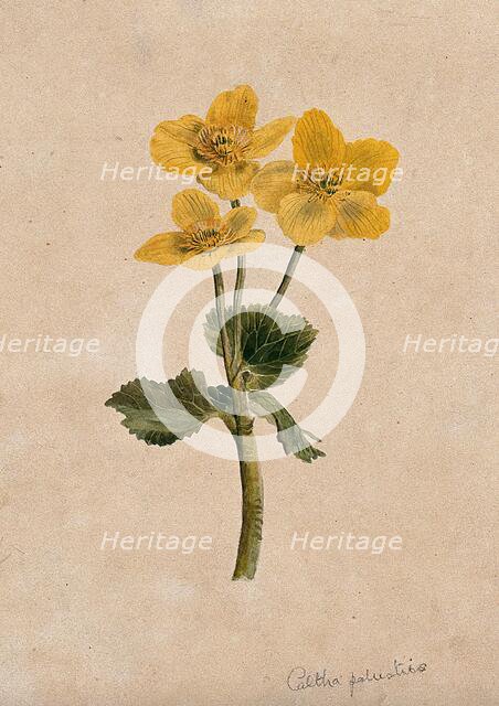Marsh marigold or kingcups (Caltha palustris): flowering stem. Creator: Unknown.