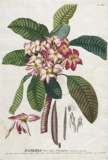 Plantae Selectae: No. 41. Creator: Georg Dionysius Ehret (German, 1708-1770); Christopher Jacob Trew (German).
