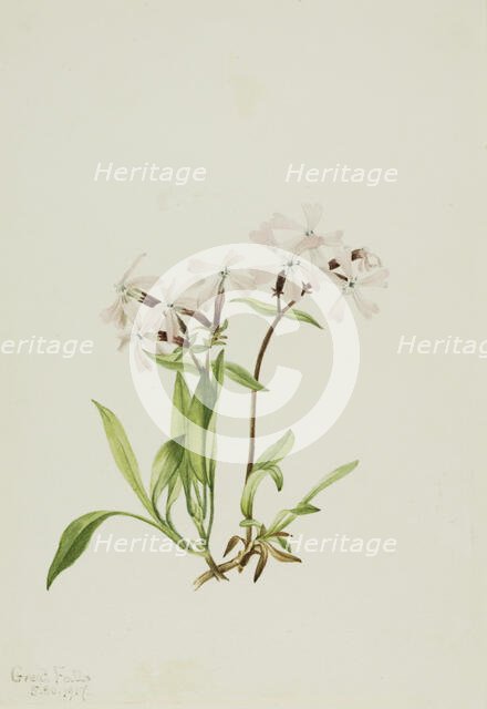 Peatpink (Silene caroliniana), 1917. Creator: Mary Vaux Walcott.