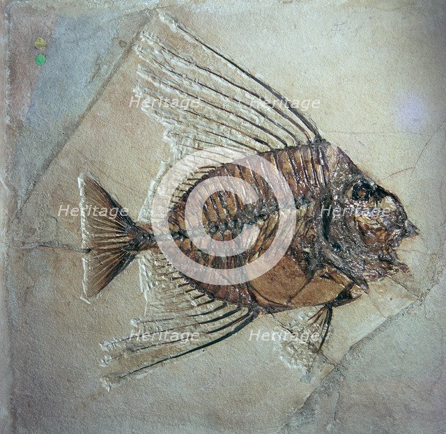 Fossil of Acantonemus Subaureus. Artist: Unknown