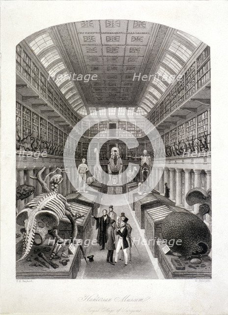 Animal skeletons at the Hunterian Museum, Lincoln's Inn Fields, Holborn, London, c1820. Artist: E Radclyffe