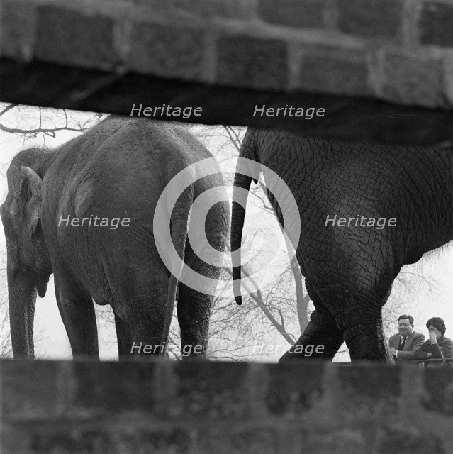 Elephants seen through a gap in a wall, London Zoo, Regent's Park, London, early 1960s. Artist: John Gay.
