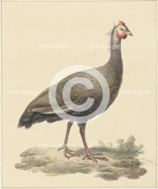 Helmeted guineafowl, 1759-1842. Creator: Pieter Bartholomeusz. Barbiers.