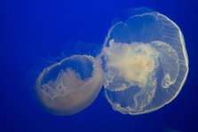 Jellyfish, Monterey Bay Aquarium, Monterey, California, USA, 2022. Creator: Ethel Davies.
