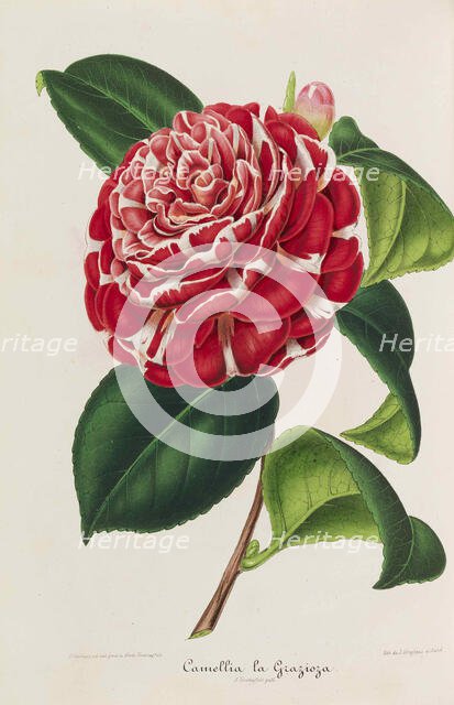 Nouvelle iconographie des Camellias, 1850-1860. Creator: Verschaffelt, Ambroise Alexandre (1825-1886).
