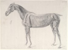 Finished study for 'The Third Anatomical Table of the Muscles ... of the Horse', 1756. Creator: George Stubbs.