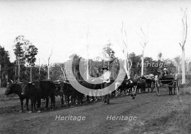Bullock team and driver hauling timber, c1900s. Creator: Robert Augustus Henry L'Estrange.