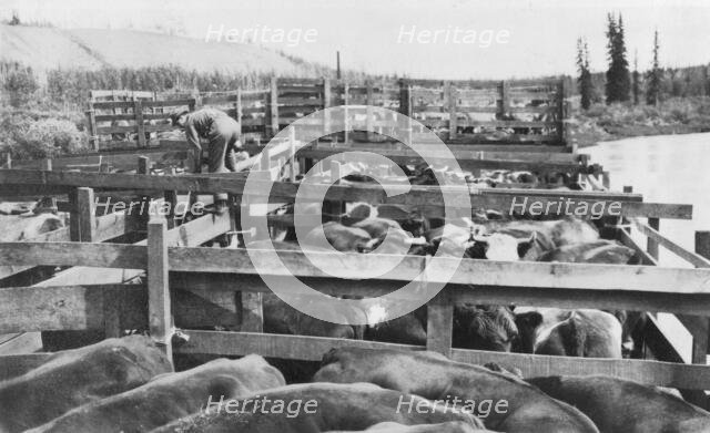 Barge of cattle, between c1900 and 1916. Creator: Unknown.