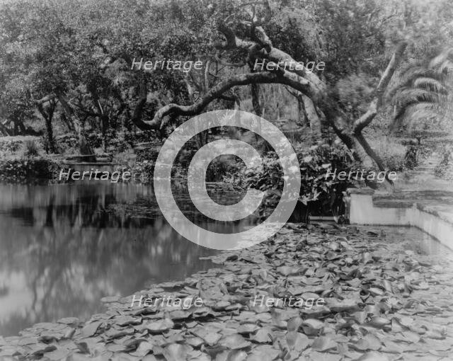 Water lilies, calla lilies, and California live oaks growing...Santa Barbara, CA, c1903 - 1923. Creator: Frances Benjamin Johnston.