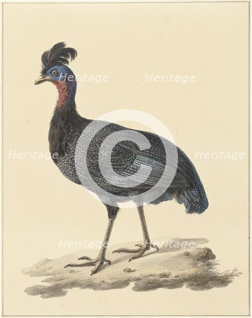Guineafowl, 1759-1842. Creator: Pieter Bartholomeusz. Barbiers.